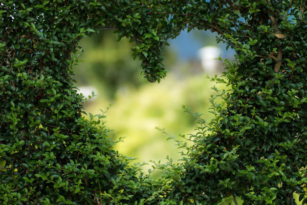 https://pixabay.com/photos/heart-leaves-foliage-garden-bush-1192662/